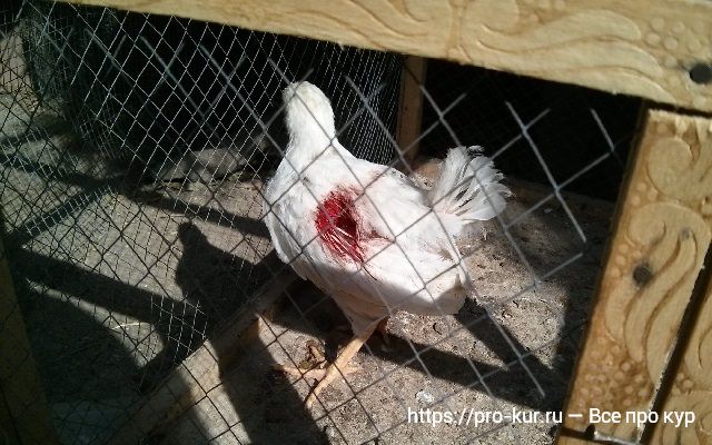 Расклев у цыплят белых пород кур — причины и решение проблемы. 