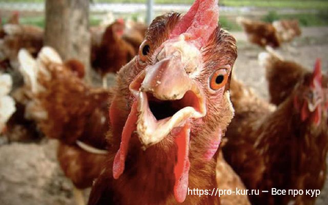 Выпадение яйцевода у куриц — причины, симптомы и лечение. 