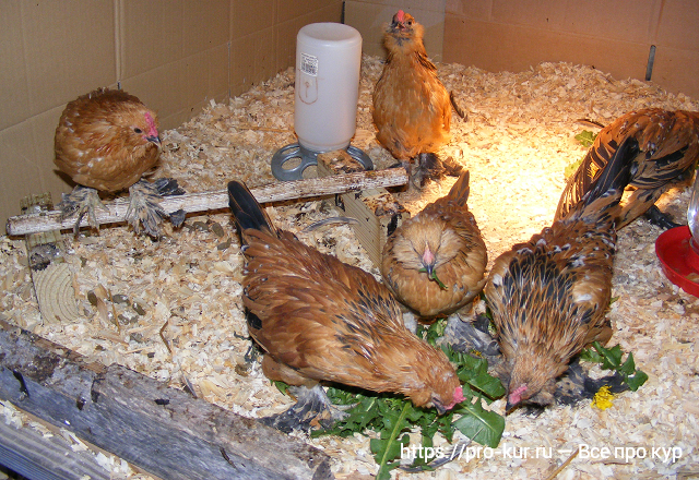 Как повысить яйценоскость домашних кур? 