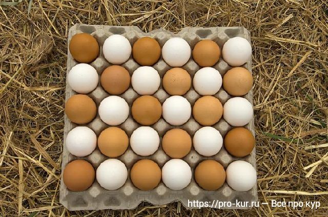 Как повысить яйценоскость домашних кур? 