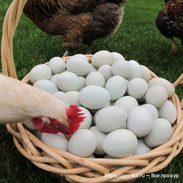 Куры расклевывают яйца и поедают – причины и что делать. 