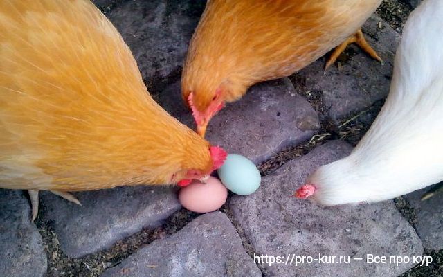 Куры расклевывают яйца и поедают – причины и что делать. 