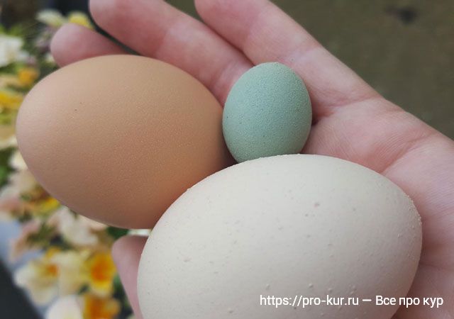 Почему у кур несушек мелкие яйца и как исправить? 