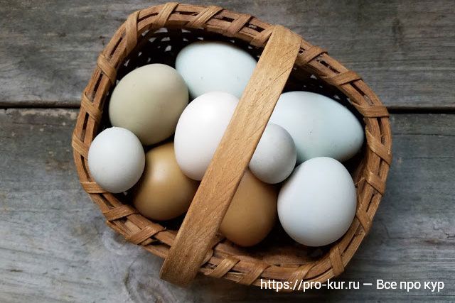 Почему у кур несушек мелкие яйца и как исправить? 