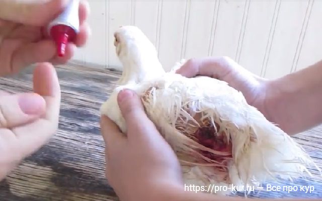 Расклев у цыплят белых пород кур — причины и решение проблемы. 