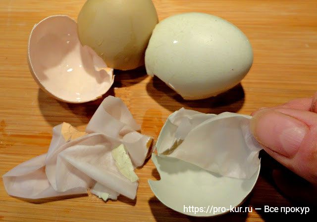 Почему у куриных яиц тонкая скорлупа и что делать? 