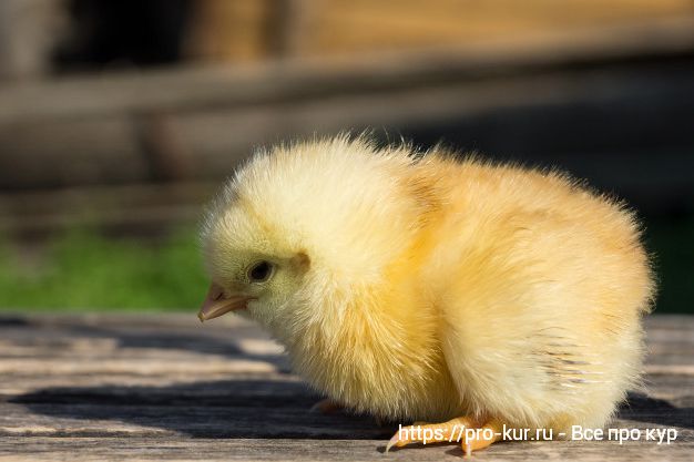 Рекомендации по выращиванию цыплят-бройлеров в домашних условиях. 
