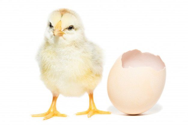 Рекомендации по выращиванию цыплят-бройлеров в домашних условиях. 