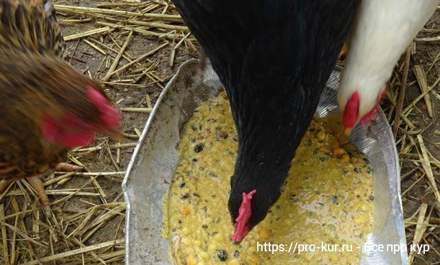 Ферментация корма для кур и цыплят. 