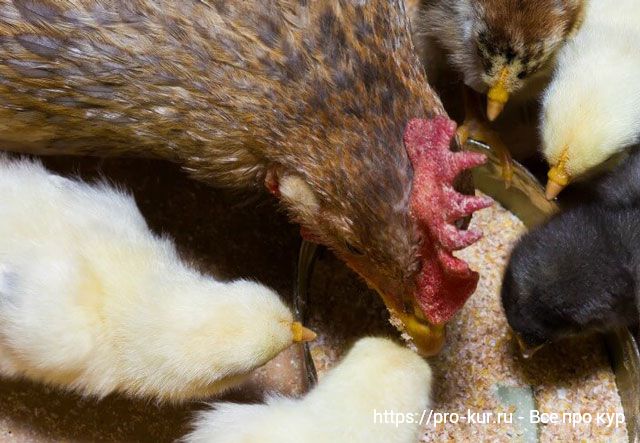 Цыплята и курицы едят ферментированный корм. 