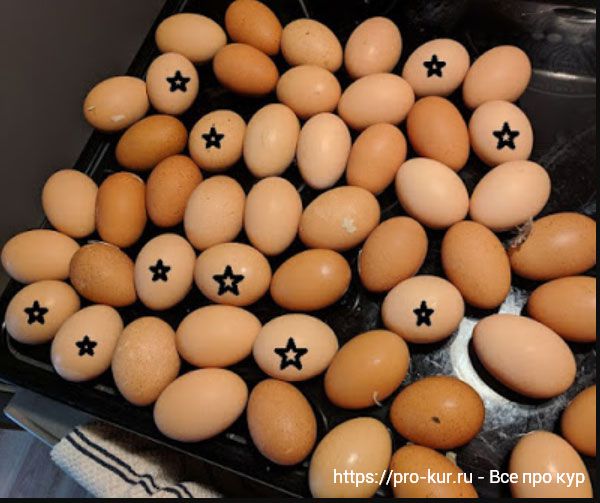 Курочки из круглых яиц – правда и мифы, эксперимент по выведению. 