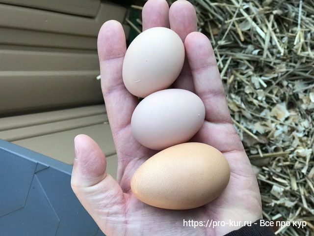 Куры несут мелкие яйца – причины и что делать? 