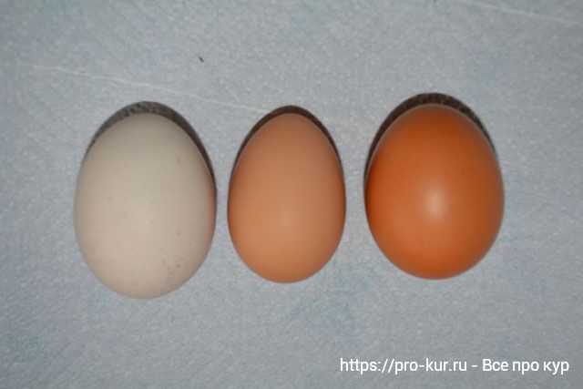 Куры несут мелкие яйца – причины и что делать? 