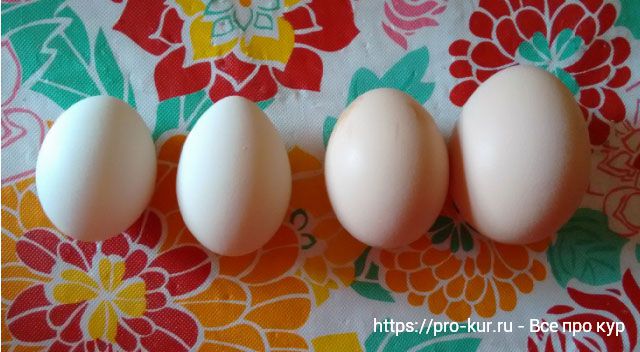 Кура несет мелкие яйца. Мелкие яйца. Мелкое яйцо у кур причины. Мелкое яйцо у кур название. Прозрачные яйца в яйцеводе курицы.