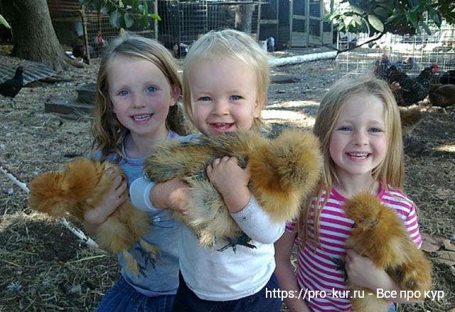 Породы кур для детей в качестве домашних питомцев. 
