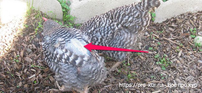Потеря перьев у кур – от причин до способов лечения препаратами. 
