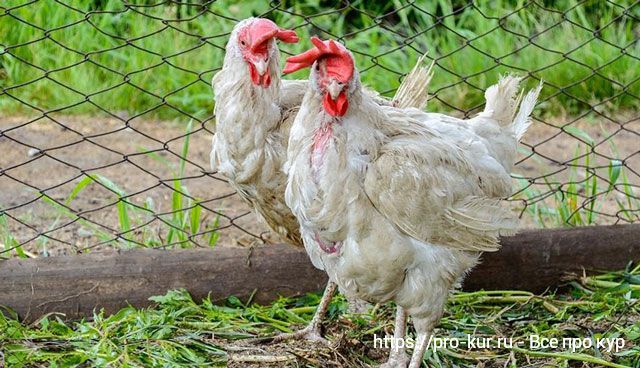 Потеря перьев у кур – от причин до способов лечения препаратами. 