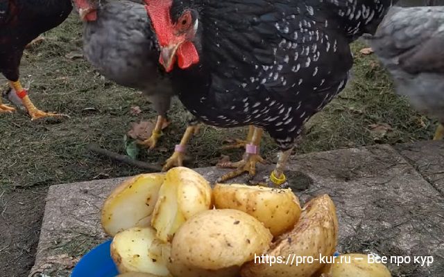 Доступные и полезные корма для кур несушек и бройлеров: картошка! 