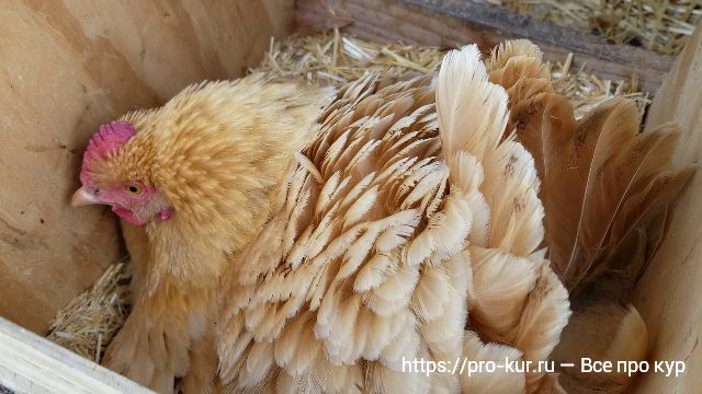 Как отучить курицу высиживать яйца? 