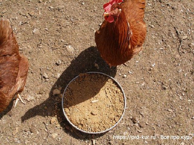 Животный белок в кормлении кур несушек и цыплят. 