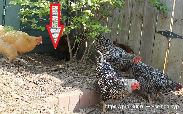 Куры прячут свои яйца – 5 причин и что делать с гнездами. 
