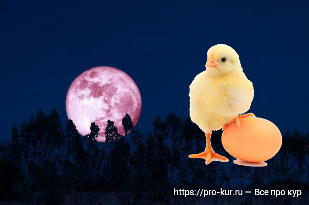 Лунный календарь на 2020 год для выведения цыплят. 