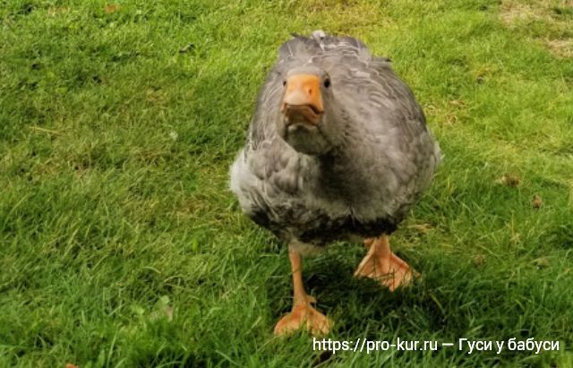 12 забавных фактов о домашних гусях. 