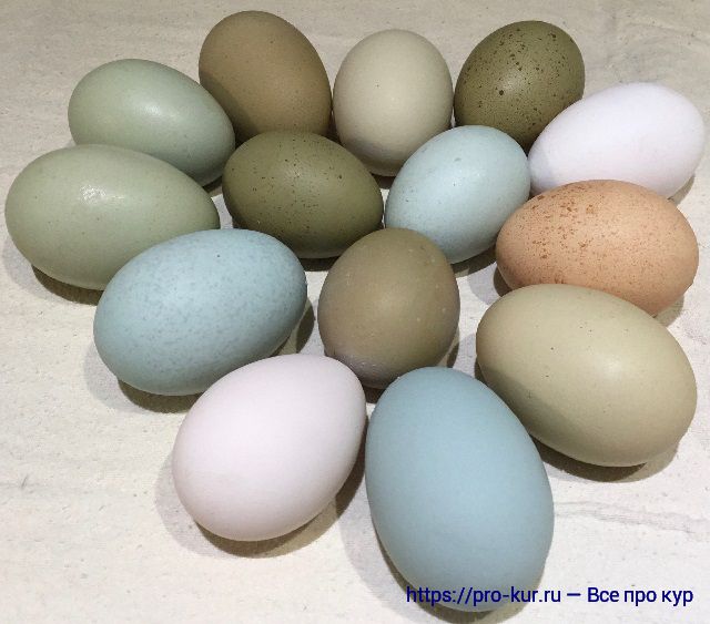 Голубой и бирюзовый цвет скорлупы куриных яиц. 