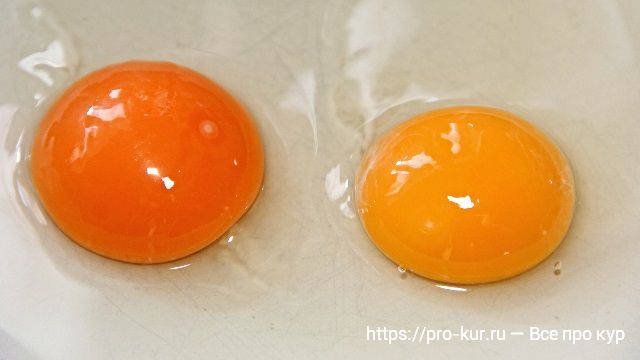 Разный цвет желтка куриных яиц. 