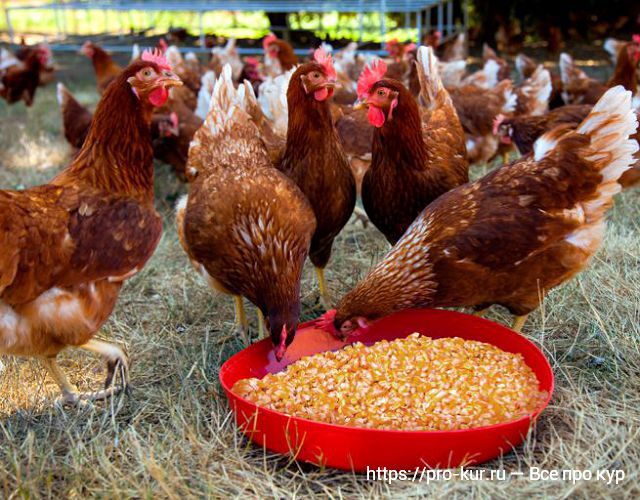 Советы про выращивание куриц на даче для новичков. 