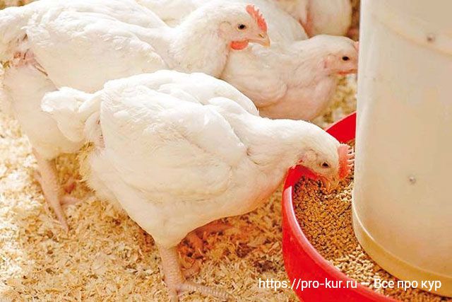 Выращивание бройлерных цыплят в домашних условиях. 
