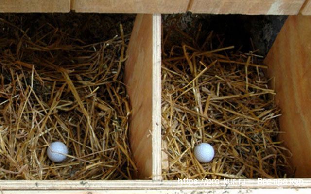 Почему несушки в одном гнезде несутся? 