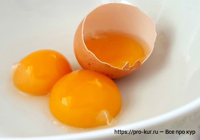 Оранжевые яичные желтки и чем кормить кур для яркого желтка? 