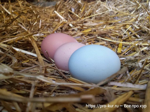 Цветные яйца в гнезде из соломы. 