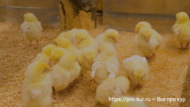Как давать пшено цыплятам и курам несушкам и бройлерам? 