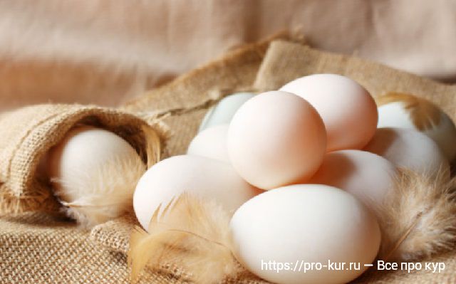Утиные яйца лучше куриных? 12 причин завести уток. 