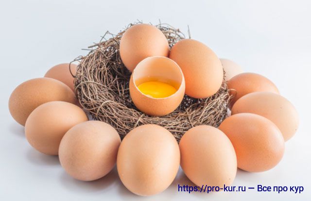 О куриных яйцах – про цвет скорлупы и желтка, свежесть и хранение. 