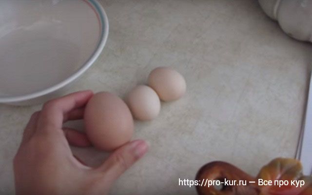Маленькое яйцо без желтка у курицы