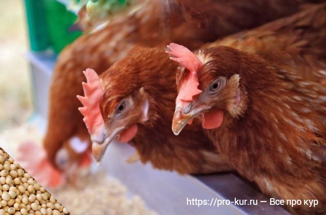 Соя курам несушкам, цыплятам и бройлерам: польза или вред ГМО? 