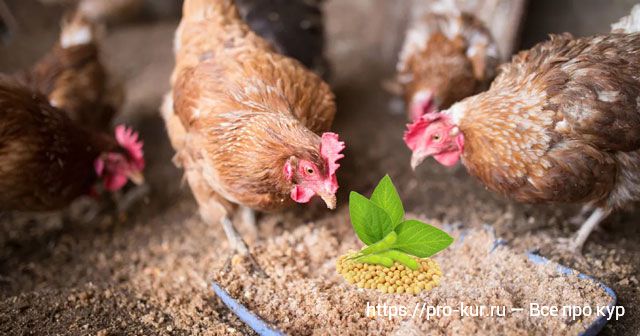 Соя курам несушкам, цыплятам и бройлерам: польза или вред ГМО? 
