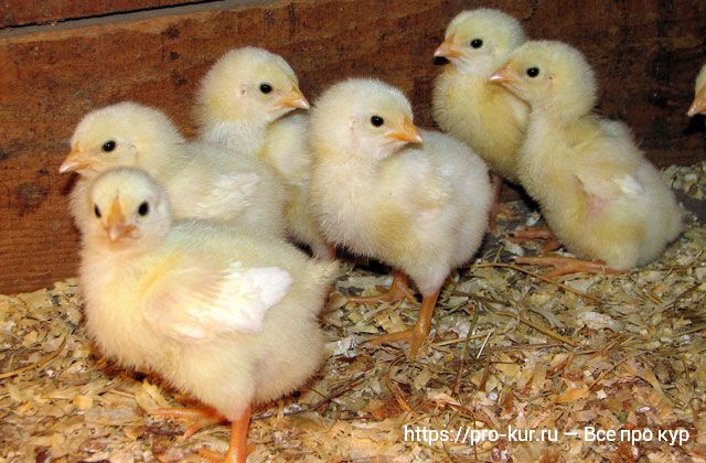 Витамины для цыплят бройлеров в домашних условиях. 