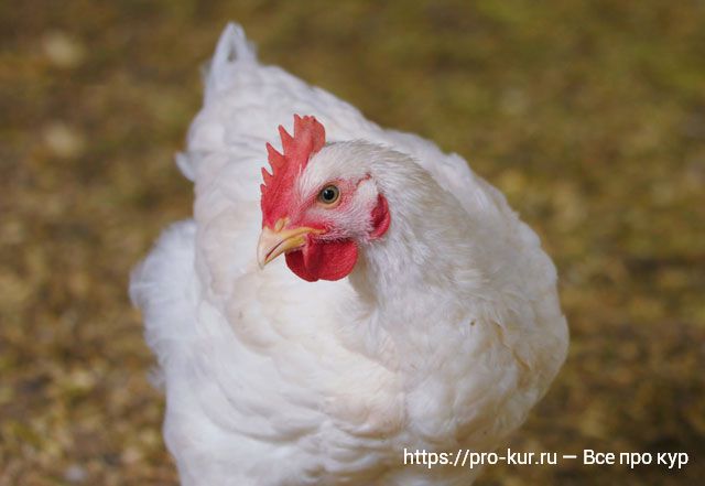 Витамины для цыплят бройлеров в домашних условиях. 