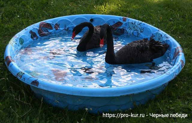 Черные лебеди – выращивание и разведение в домашних условиях. 