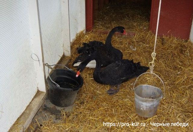 Содержание черных лебедей в домашних условиях. 