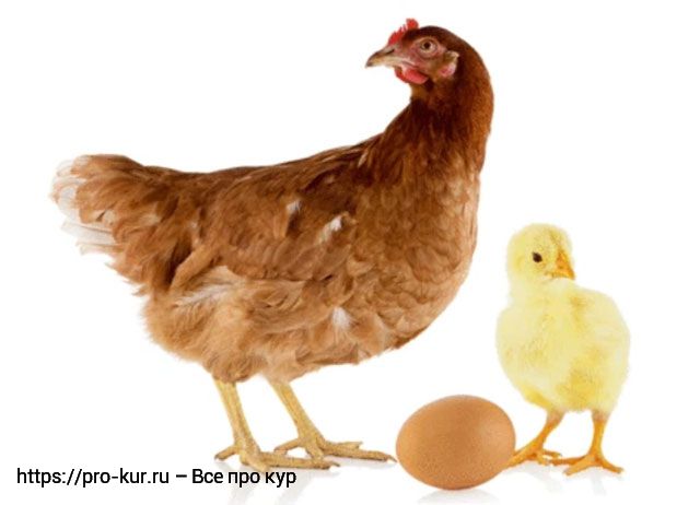 Как заставить кур откладывать яйца? 