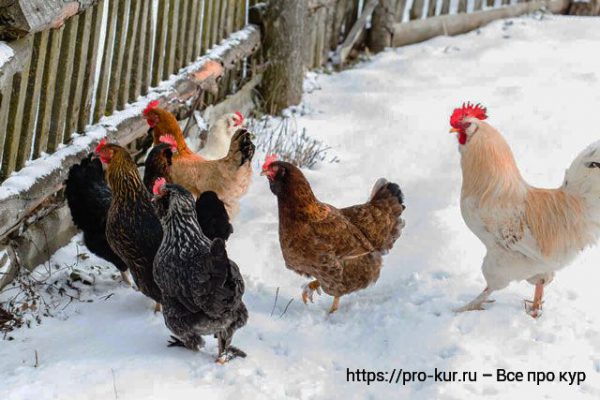 При какой погоде зимой нельзя выпускать кур на улицу. 