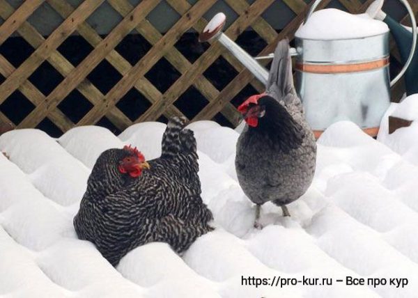 Все про кур несушек