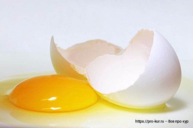 Строение яйца птицы и функции его составляющих. 