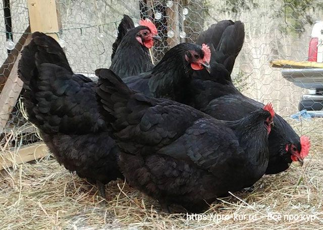 Лучшие породы кур для яиц и мяса: австралорп. 