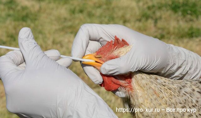 Птичий грипп h5n1 что это такое и чем опасен для домашних кур. 